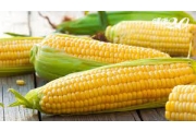 玉米供不應求飼料漲 學家籲精準農業提高利用率